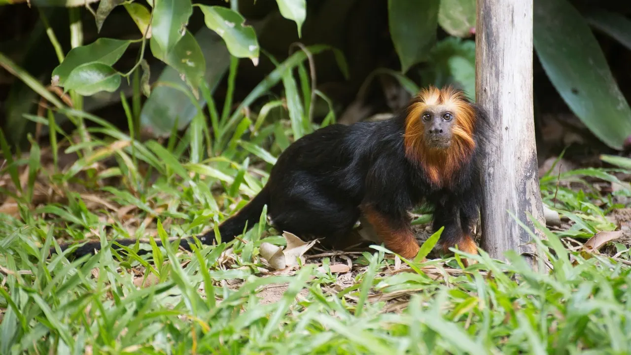 Monkey Forest woodland walk