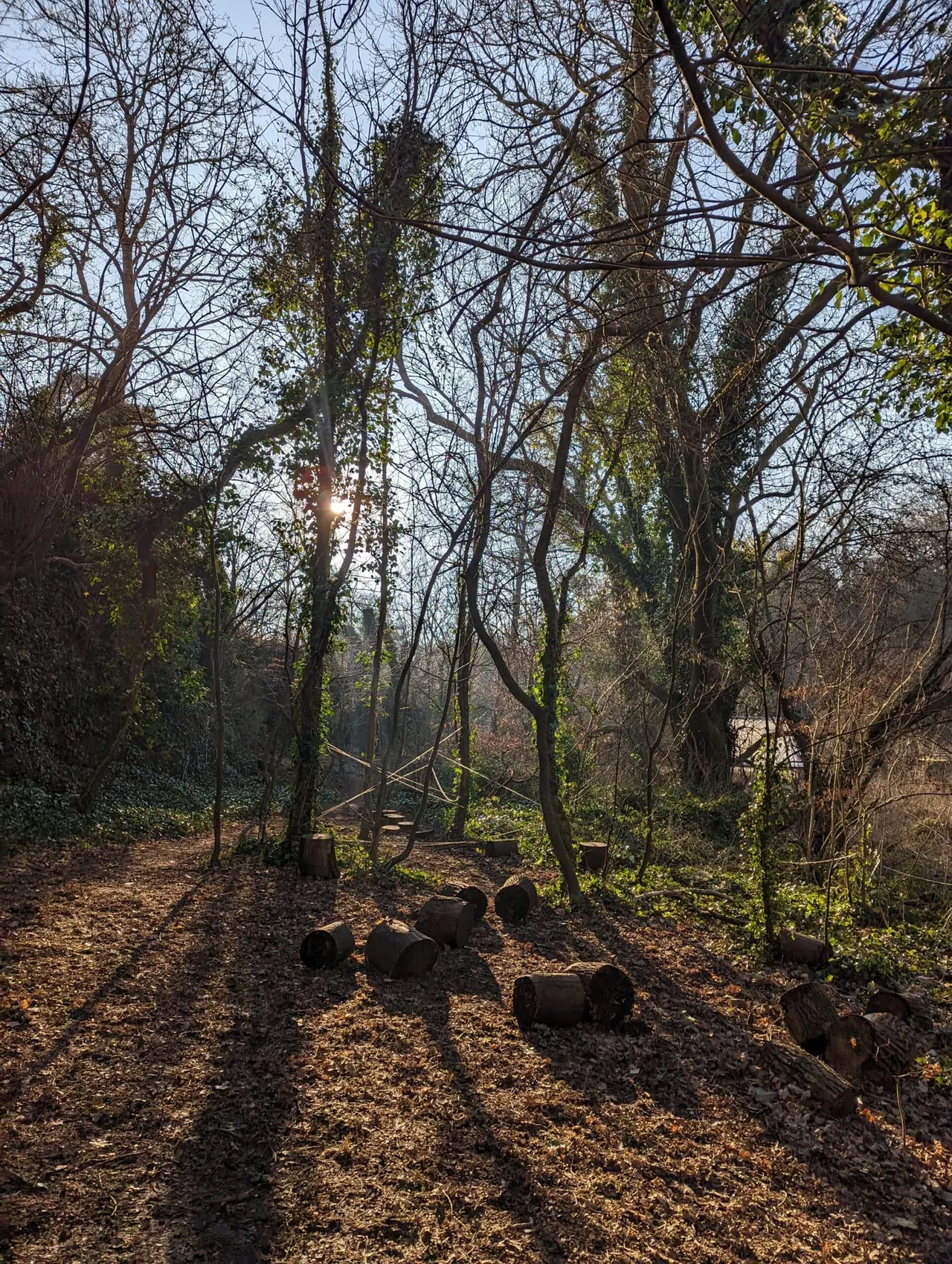Woodland clearing with bare trees, moss-covered trunks, scattered logs and leaf litter, with sunlight filtering through branches.