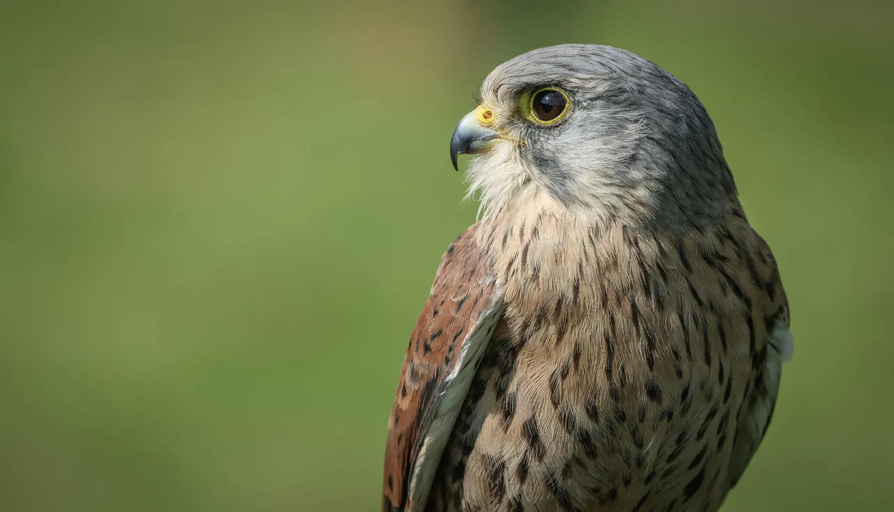 Close-up portrait of a falcon with grey and white head plumage and russet-brown wing feathers against a soft green background.
