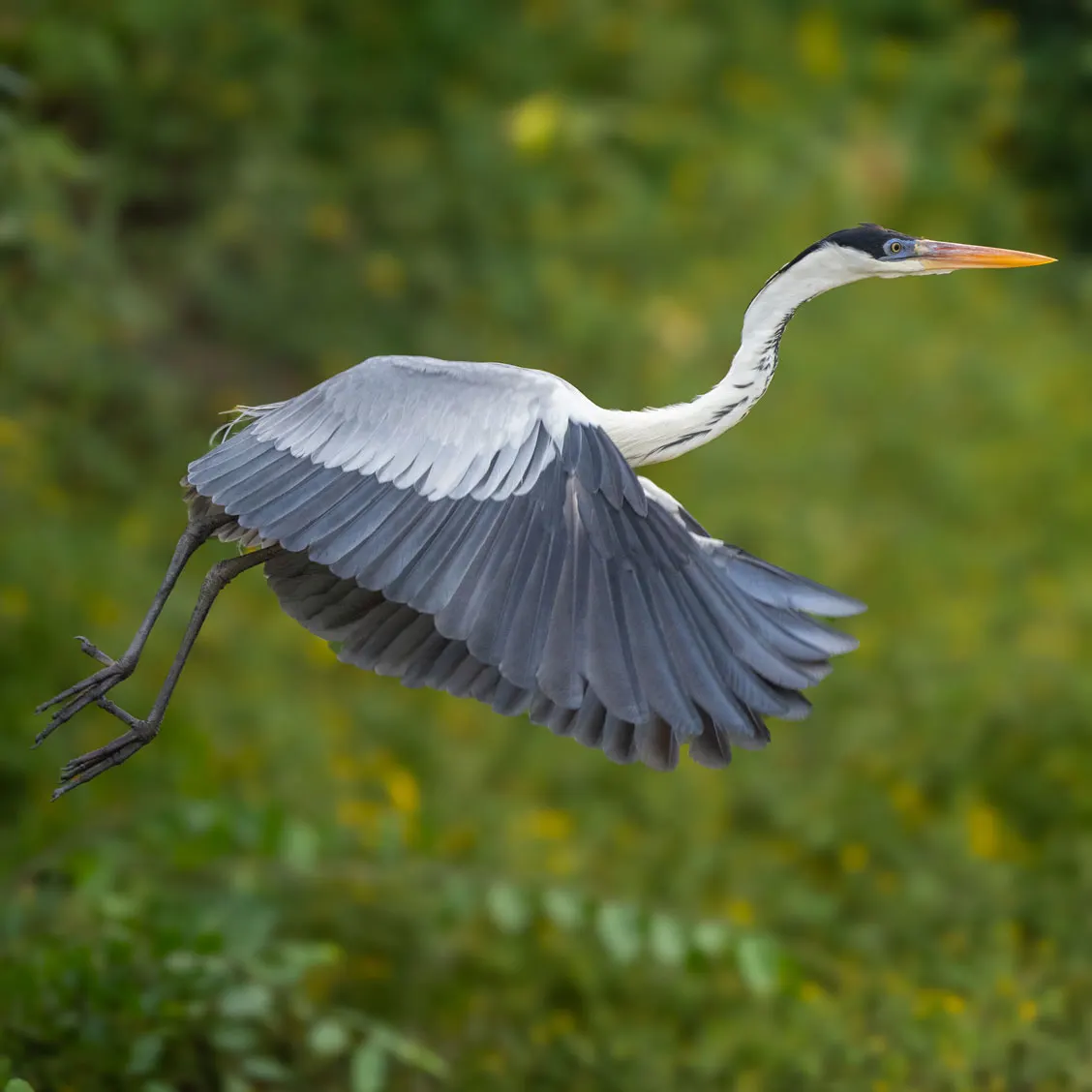A large wading bird in flight with white neck and underparts, dark upper wings and back, long neck extended, and orange bill against blurred green foliage.