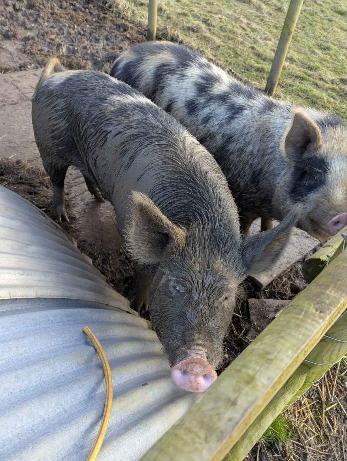 Three pigs eating from a trough in a fenced farm enclosure.
