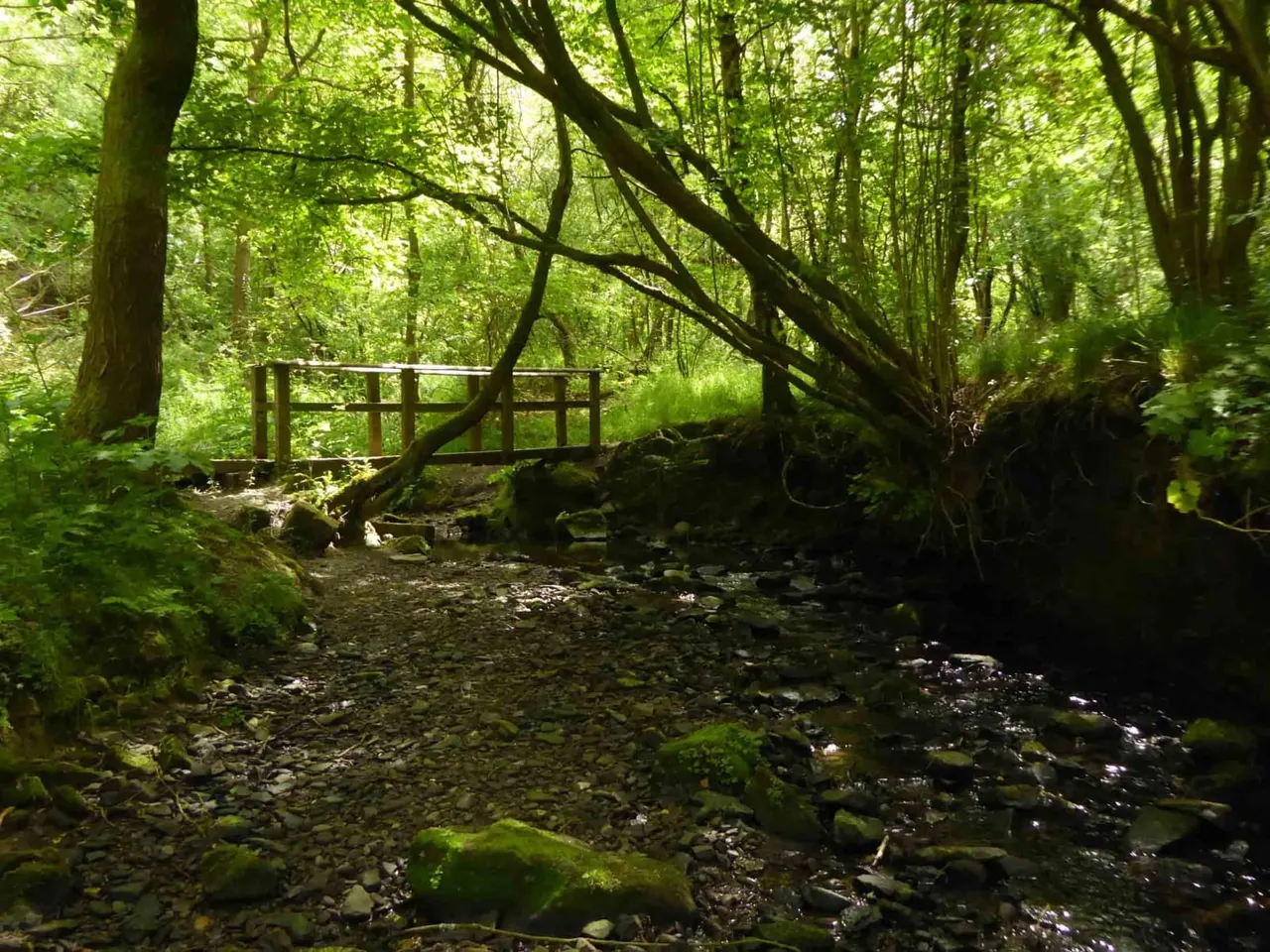 Wooden footbridge crossing a shallow stream through a lush, moss-covered woodland with dense green canopy overhead.