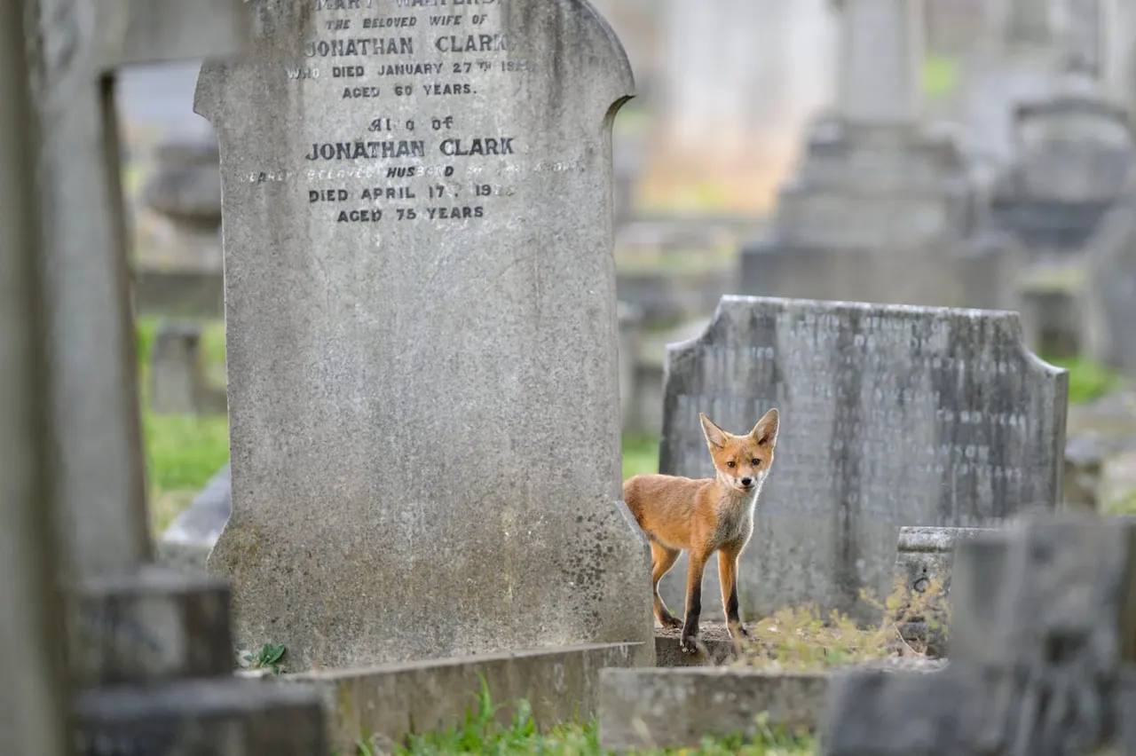 A fox stands among gravestones in a cemetery, looking towards the camera.