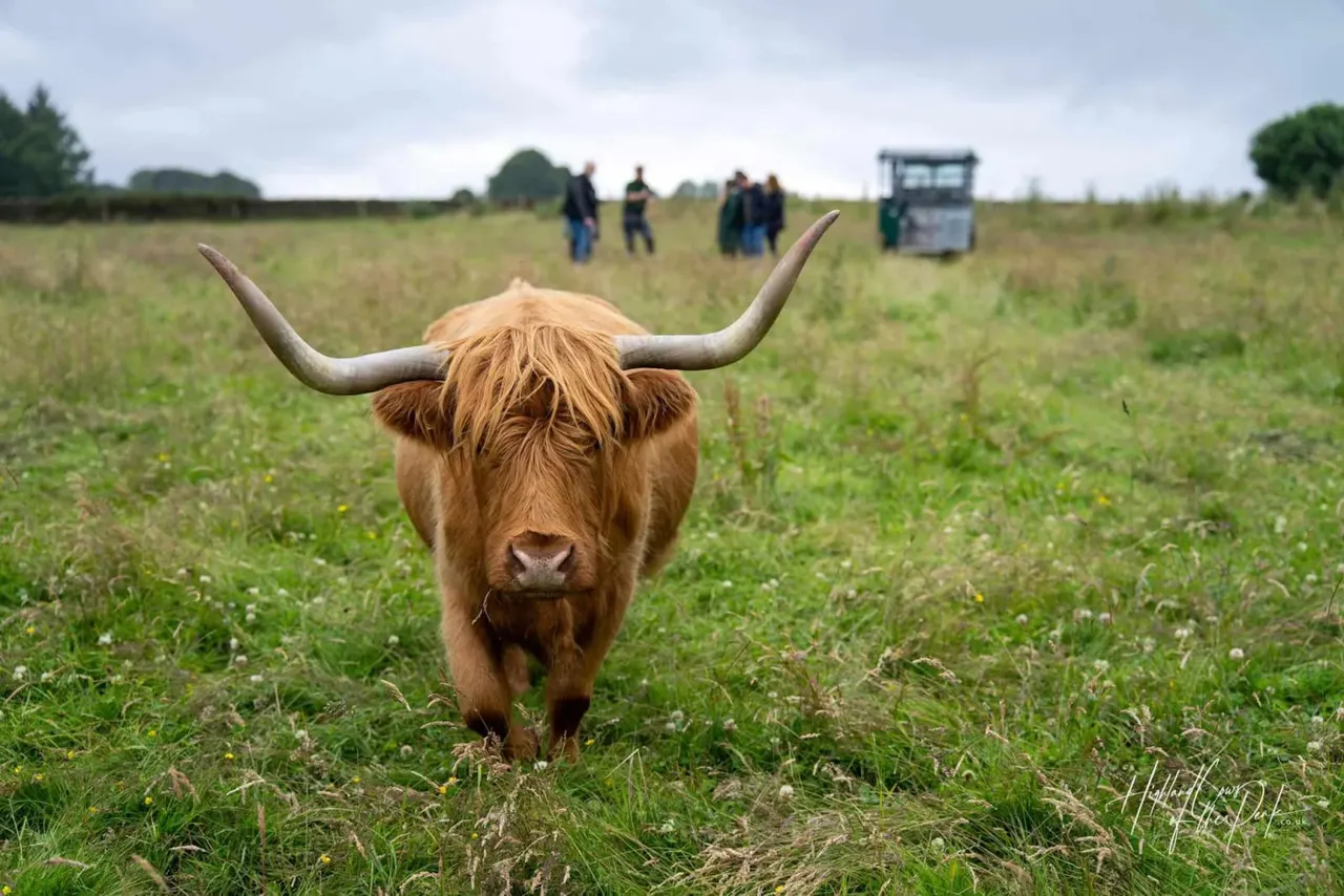 Long-haired highland cow with long horns standing in a pasture, with visitors and a vehicle in the background.