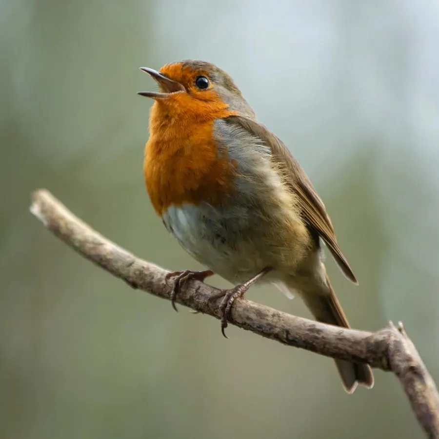 A robin with orange-red breast and grey-brown wings perched on a bare branch against a soft green background.