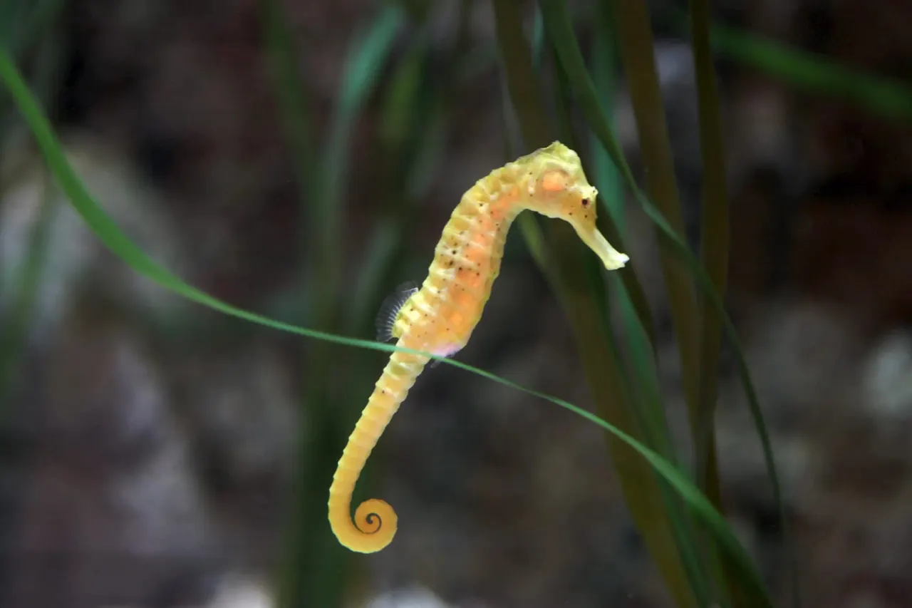Yellow and orange seahorse clinging to seagrass with its tail curled.
