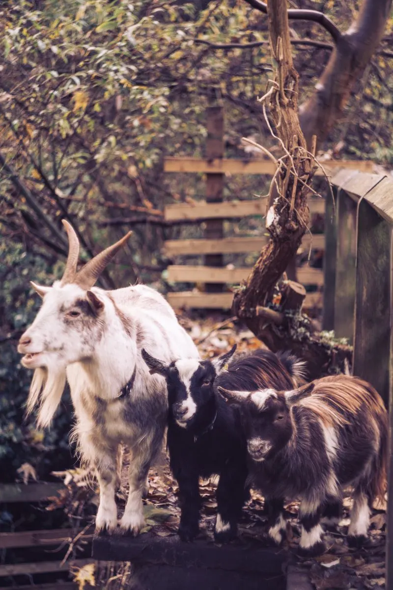Goats at Ouseburn Farm Newcastle