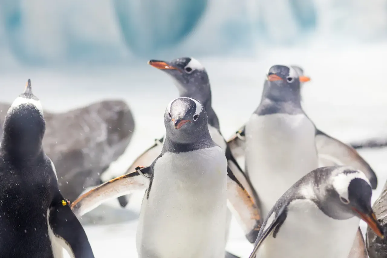 Gentoo penguins at SEA LIFE Birmingham
