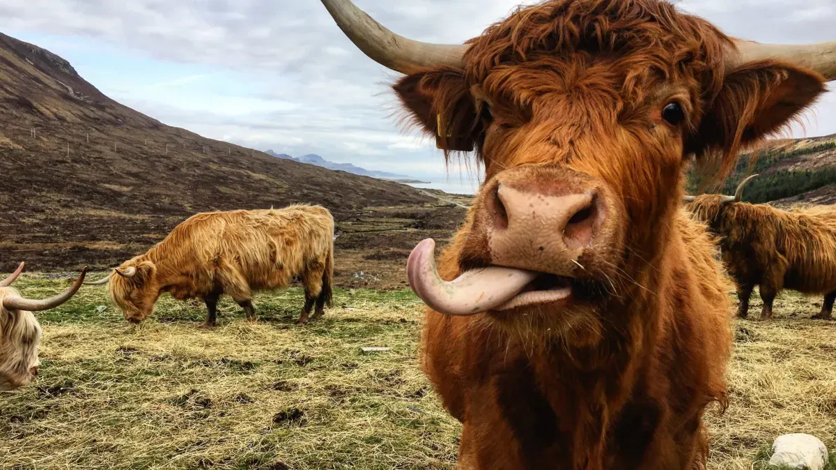 Long-haired Highland cattle grazing on moorland with mountains in the background.