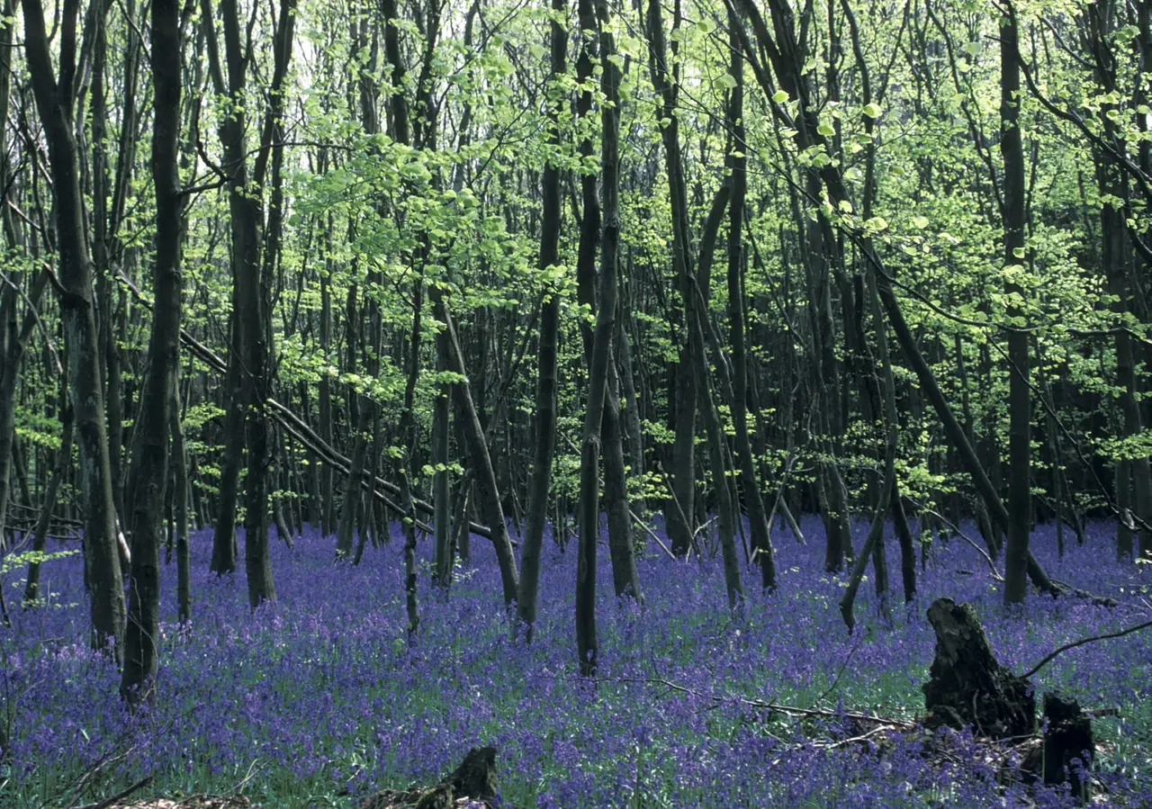 Woodland floor carpeted with purple bluebells beneath tall trees in leaf.