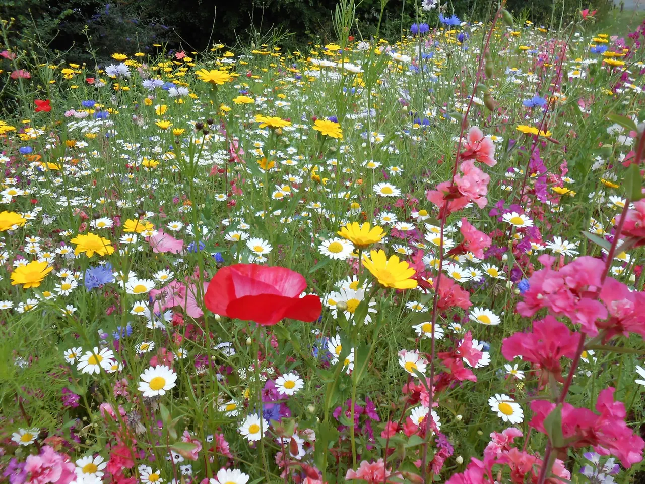 A colourful wildflower meadow with red poppies, yellow and white daisies, pink flowers, and blue cornflowers in full bloom.