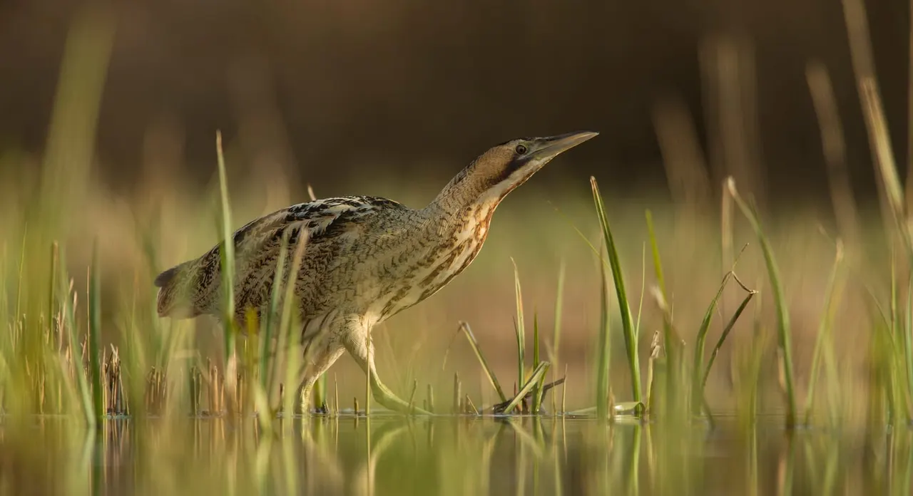 A wading bird with mottled brown plumage stands in shallow water surrounded by reed stems.