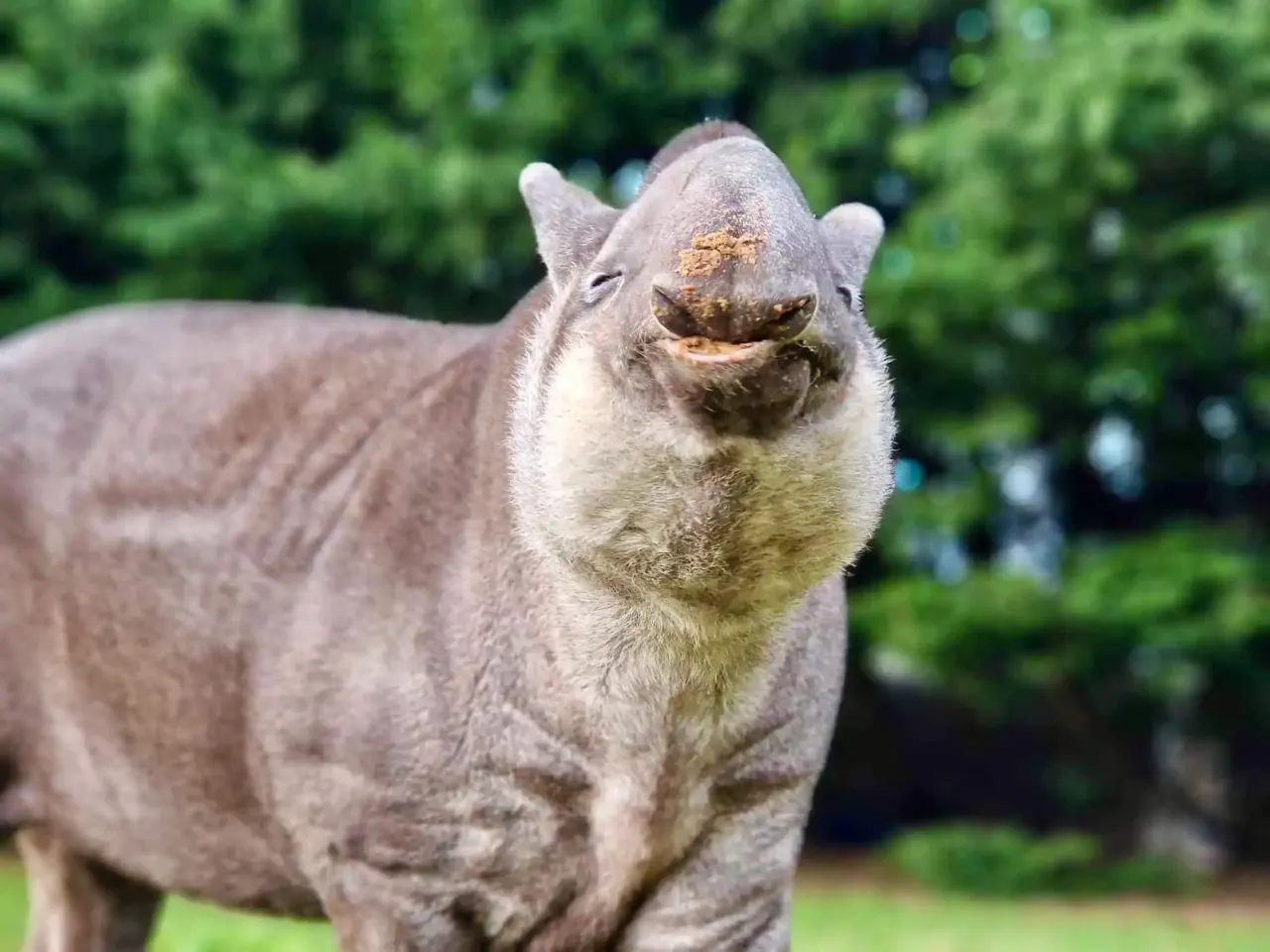 A hippo faces the camera with mud on its nose, green foliage visible behind it.
