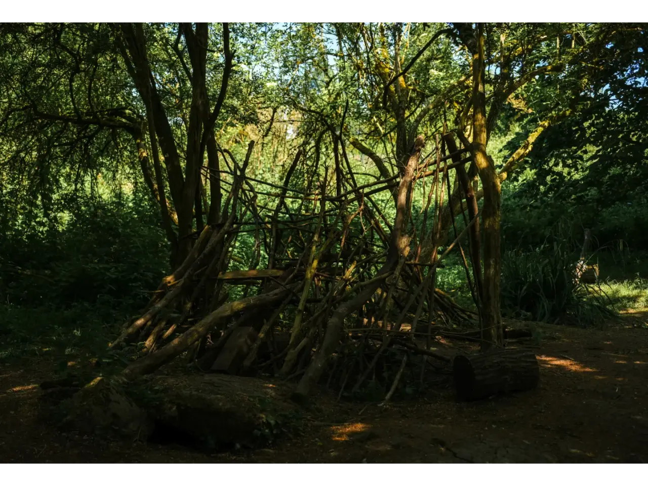 A woodland shelter structure made from bent tree branches and logs, surrounded by dense green forest.