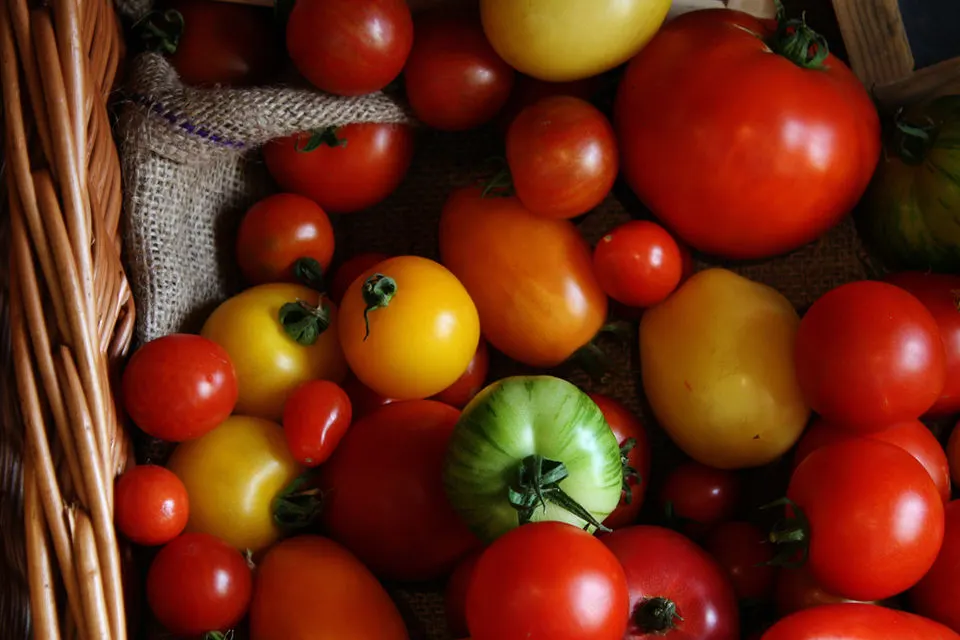 Assorted fresh tomatoes in various colours displayed in a wicker basket with burlap lining.