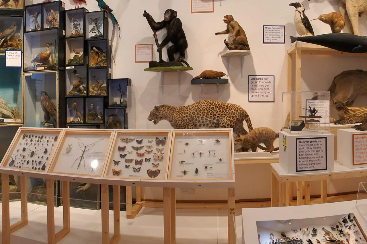 Museum display featuring taxidermied animals including a leopard, primates and other wildlife specimens, with framed insect collections and information panels.