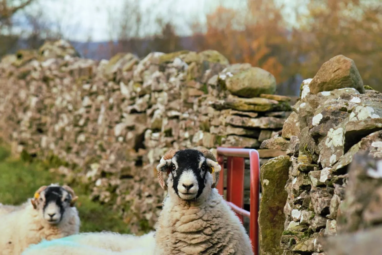 Two sheep standing among moss-covered stone walls in a rural hillside setting.