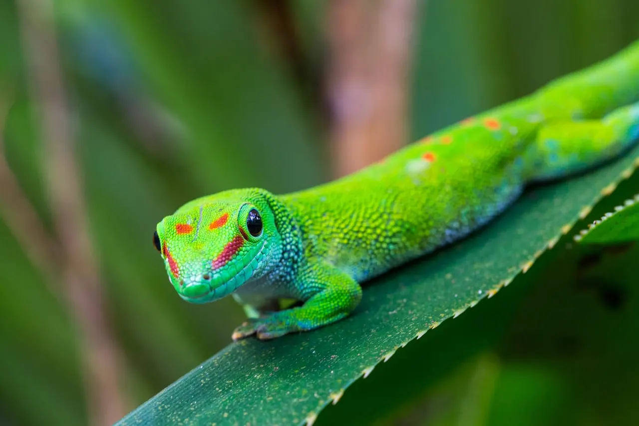 Bright green lizard with red markings on its head, resting on a green branch with blurred foliage behind.