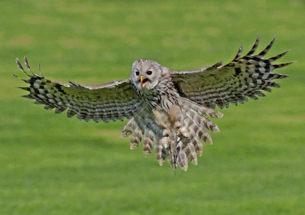 A crested owl in flight with wings spread wide against a green background.