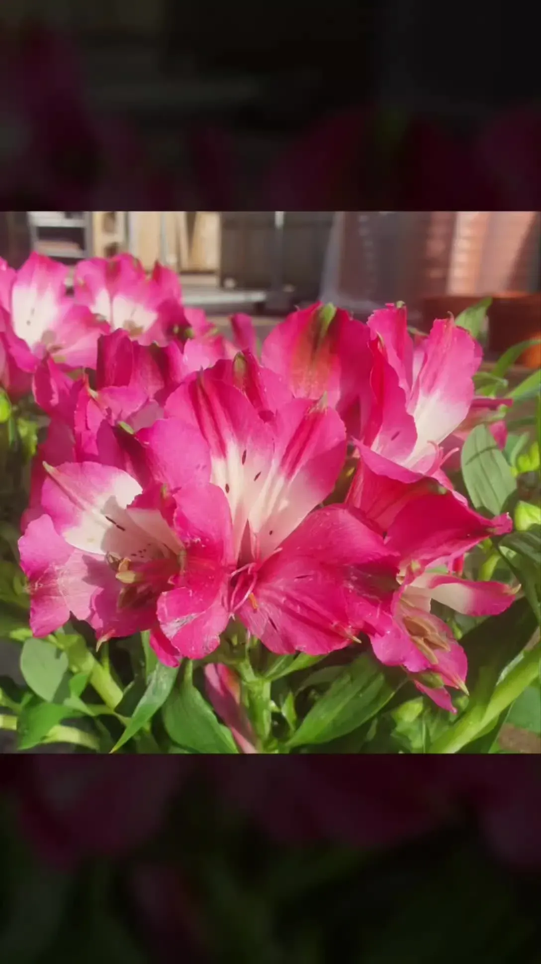 Garden plants at Floralands Lambley