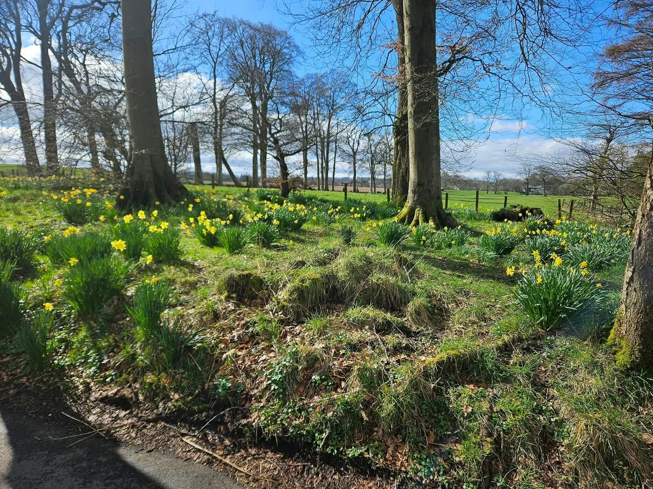 Greenbank Garden woodland daffodils