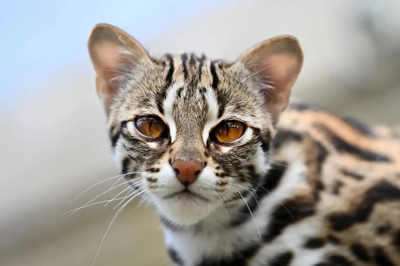 Close-up of a tabby cat with amber eyes looking directly at camera.