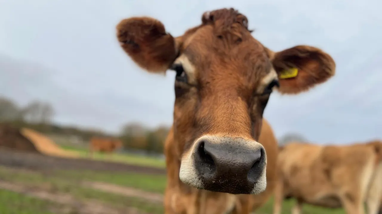 A brown cow pushes its nose towards the camera in the field, another grazing behind.