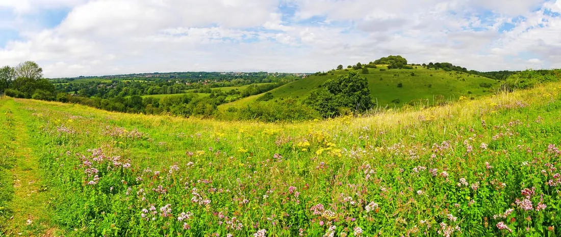 Rolling green hills with wildflowers in bloom and woodland in the distance under partly cloudy sky.