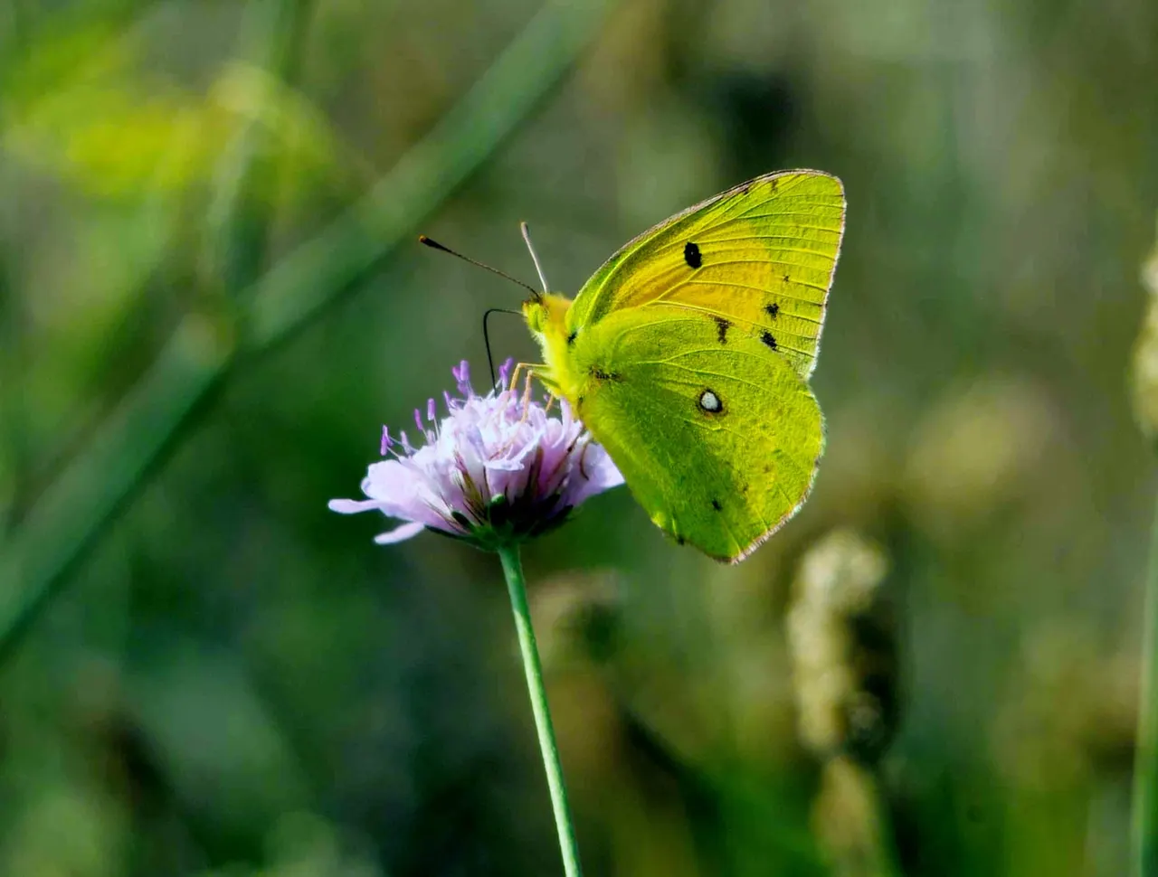Yellow butterfly feeding on a small purple flower surrounded by green foliage.