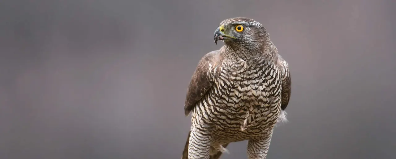 A bird of prey with barred plumage and striking yellow eyes perched against a grey background.