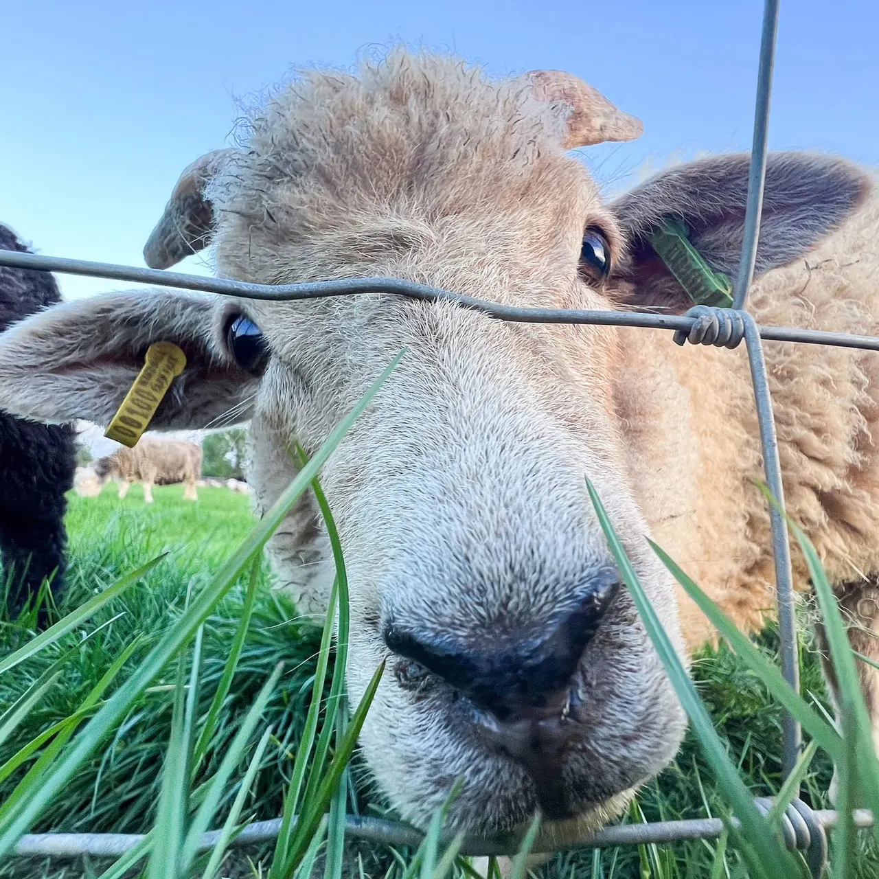 Goat at Windmill Farm Park