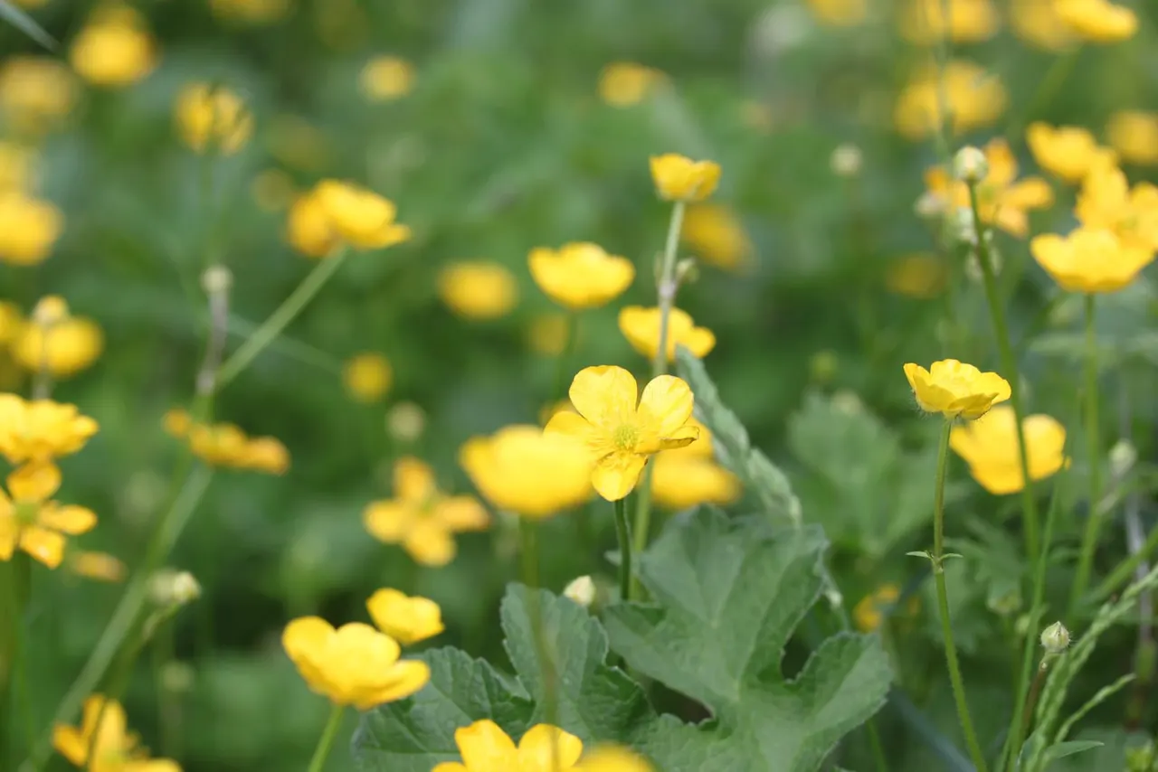 Bright yellow buttercups flowering in a green meadow.