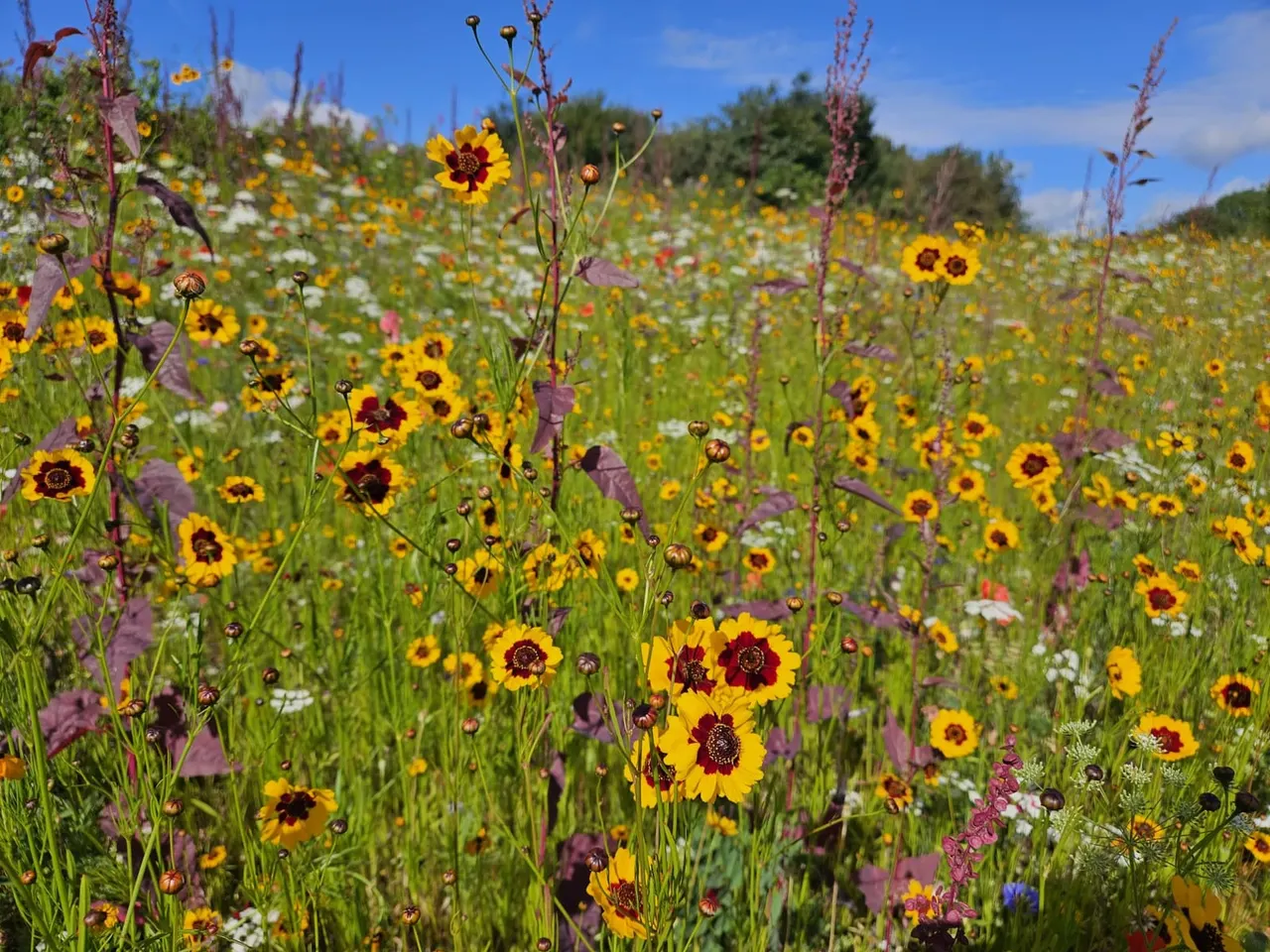 A sprawling wildflower meadow filled with yellow flowers with dark centres, pink and purple tall flowers, and white blooms under a blue sky.