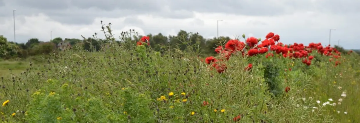 Wildflower meadow with red poppies, yellow dandelions and white flowers under cloudy sky.