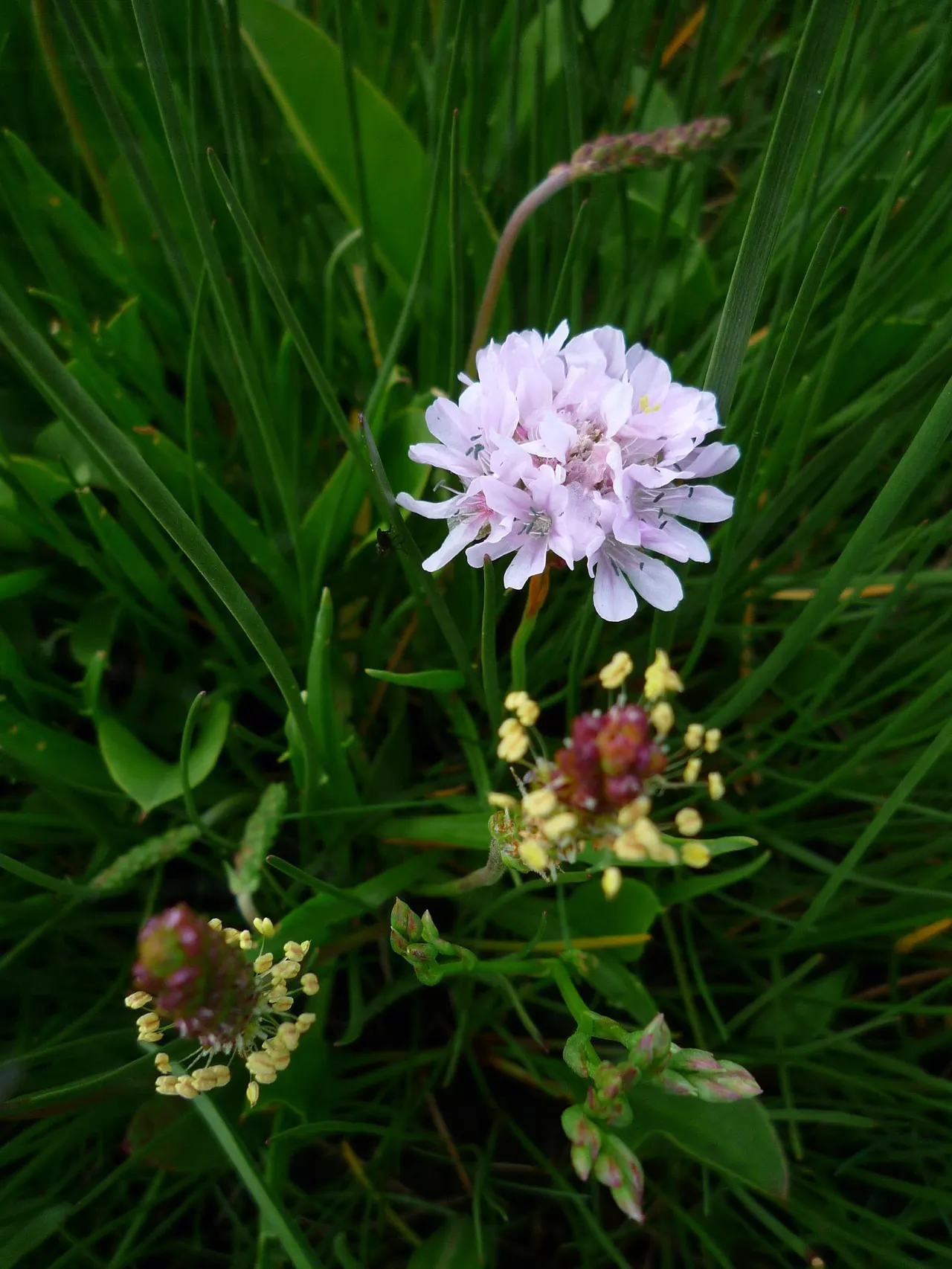 Pale lilac flower with yellow-tipped stamens blooming among green grass and developing buds.