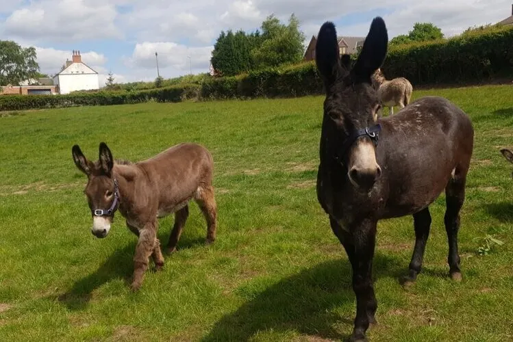 Two donkeys standing in a green pasture with farm buildings visible in the background.