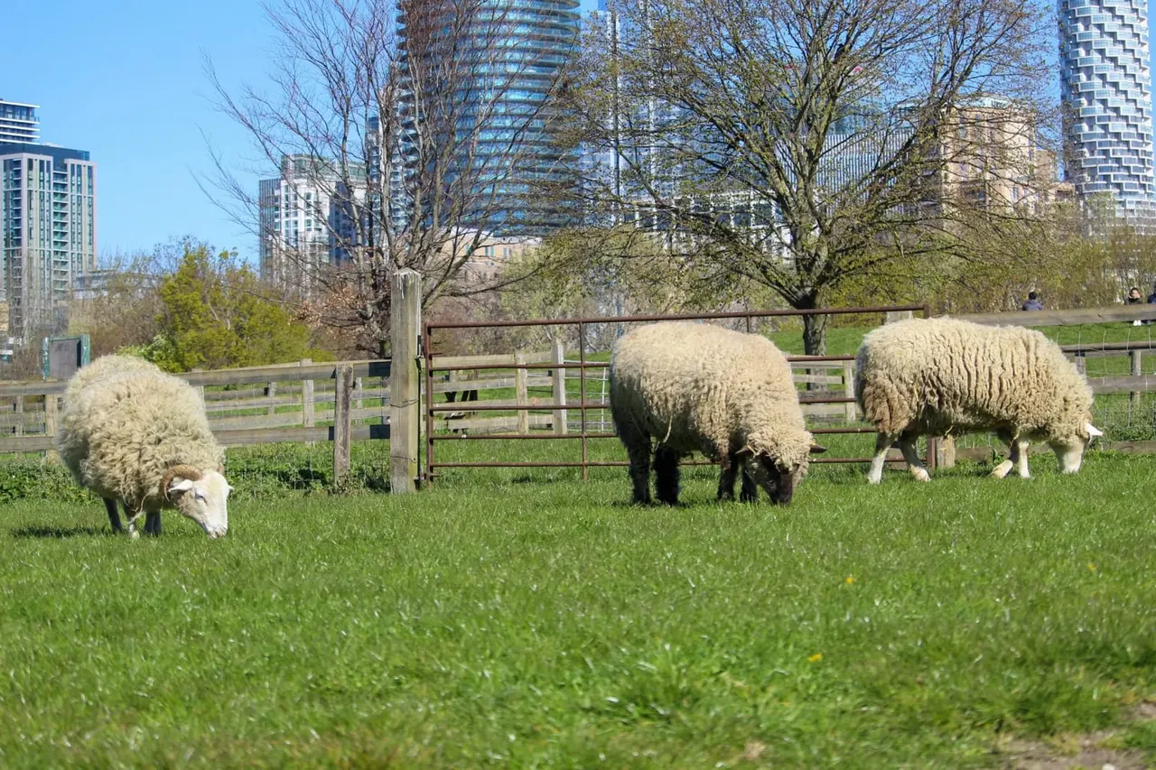 Sheep grazing in a pastoral field with wooden fencing, bare trees, and city skyscrapers in the background.