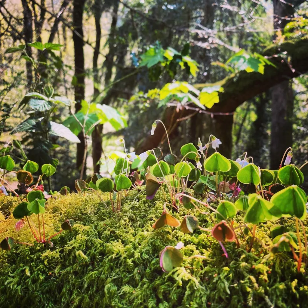 Woodland garden floor with delicate white flowers and green seed pods surrounded by moss and tree canopy above.