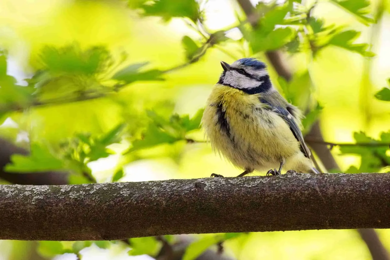 A blue tit perched on a dark branch amongst bright green foliage.