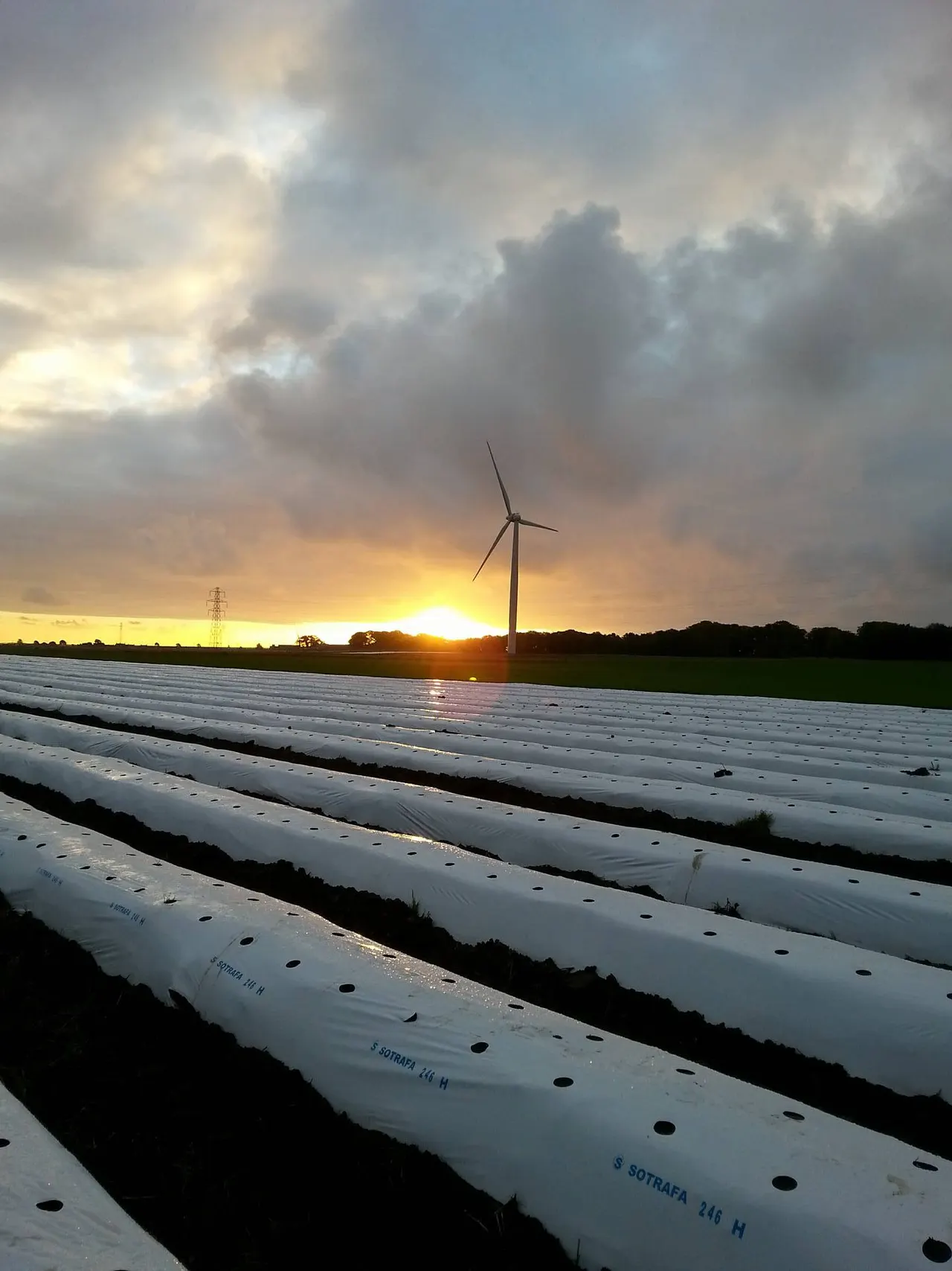 Rows of white polytunnel coverings in a field at sunset, with a wind turbine silhouetted against the golden sky in the background.
