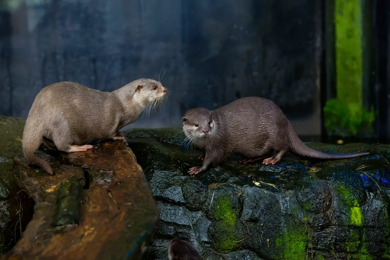 Two otters on moss-covered rocks, one standing upright on the left and one crouching on the right.