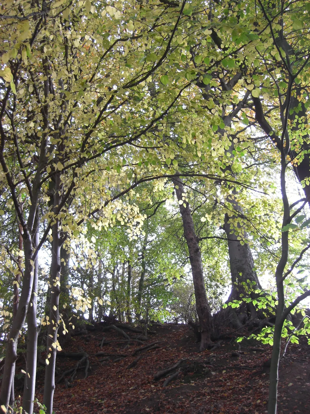 Woodland & Forest in Manchester