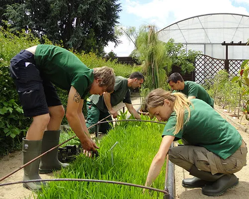 Multiple people in green shirts tending to young plants in raised beds at a community garden.