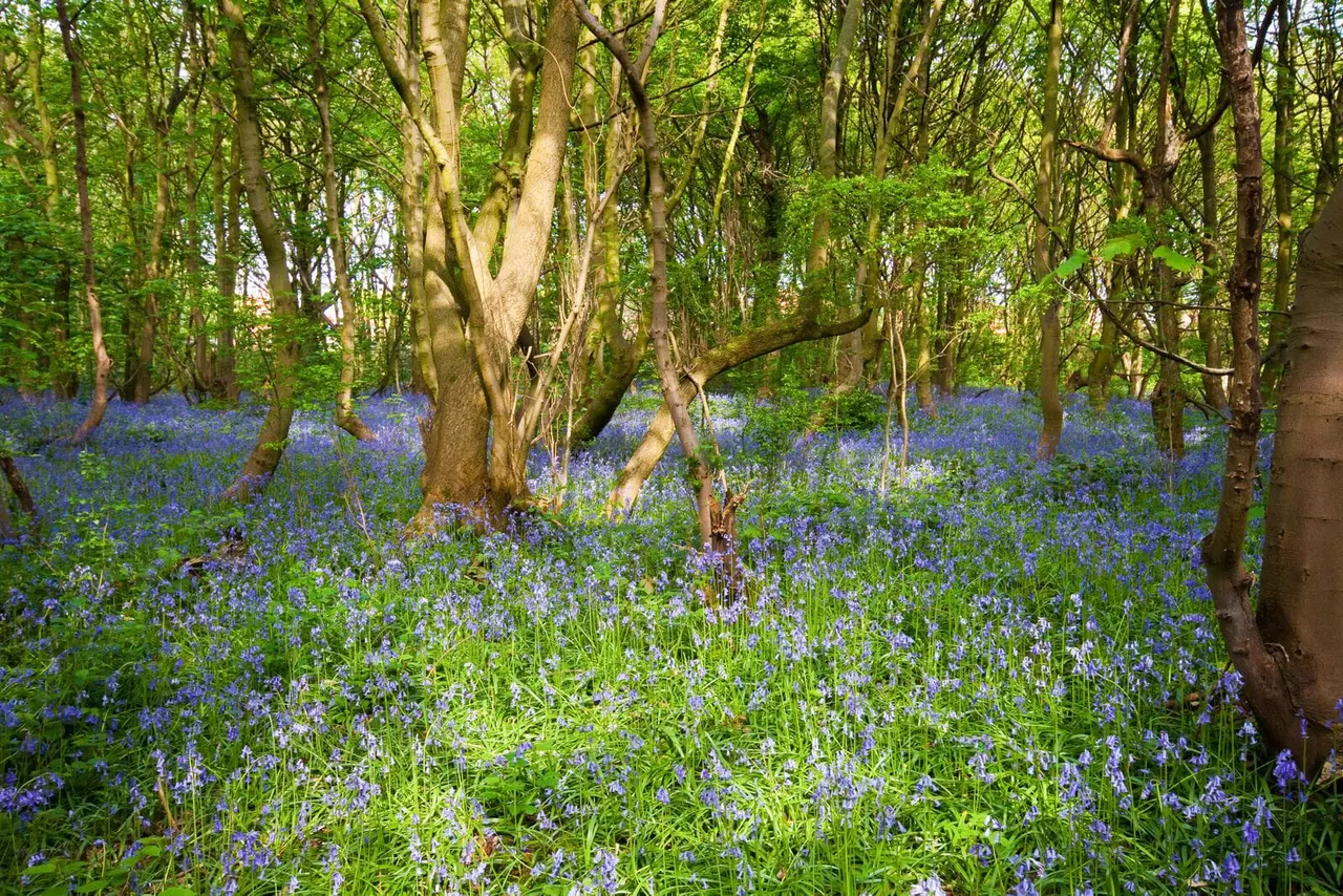 Woodland floor carpeted with purple bluebells beneath tall trees with green foliage.