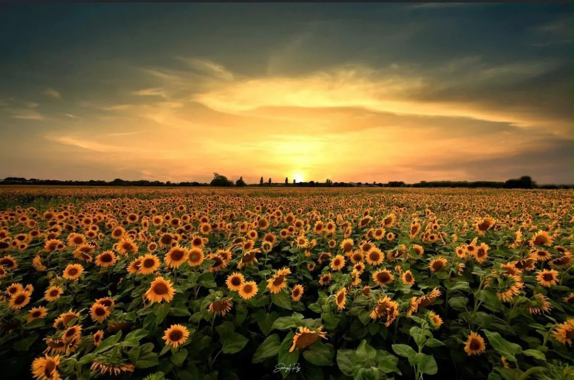 Vast sunflower field in bloom at sunset with golden sky and distant tree line.