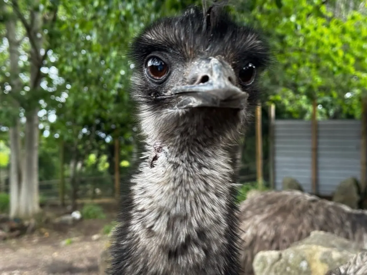 A large bird with black and white plumage and distinctive long neck looks directly at the camera in a farm enclosure.