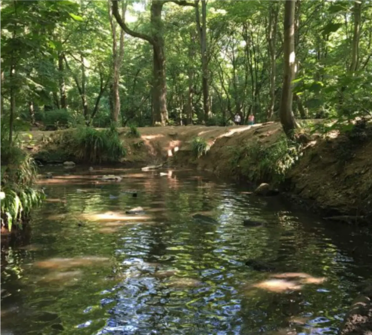Shallow woodland stream flowing through dense forest with tall trees, grassy banks, and visitors walking in the distance.