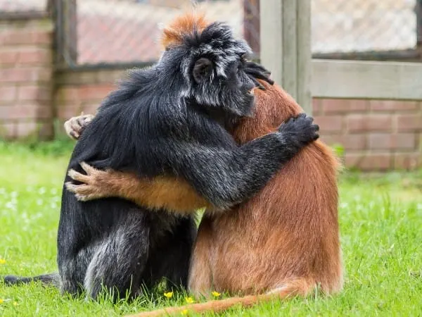 Two primates sitting together on grass in an enclosed outdoor area.
