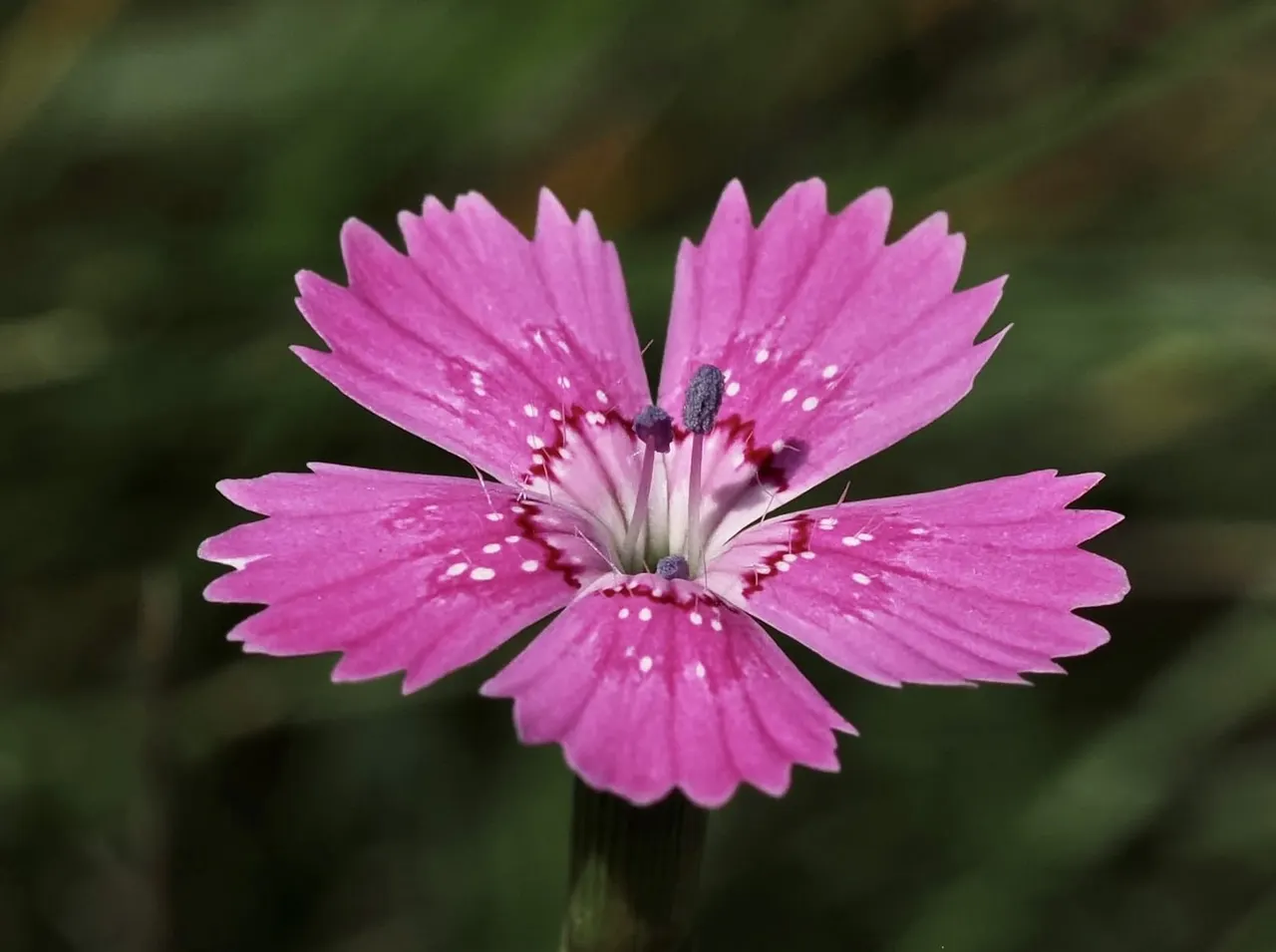 Close-up of a bright pink flower with serrated petals and visible stamens against a blurred green background.